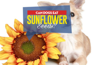 Can Dogs Eat Sunflower Seeds? 5 Benefits and 3 Side Effects Can Dogs Eat Sunflower Seeds -5 Benefits and 3 Side Effects