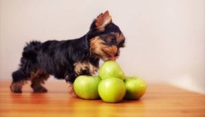 Apples for Dogs 101: Can Dogs Eat Apples?