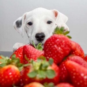 Strawberries for Dogs 101: Can Dogs Eat Strawberries?