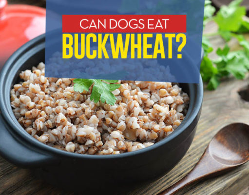 Can Dogs Eat Buckwheat? Can Our Dogs Eat Buckwheat