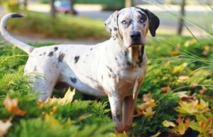 Catahoula Leopard Dog Profile Catahoula Leopard Dog Breed Information