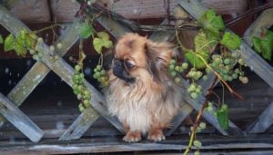 Grapes for Dogs 101: Can Dogs Eat Grapes and What's the Danger?