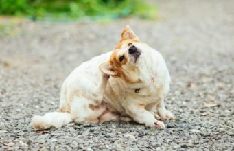 Hypoallergenic Dog Food: What It Is, Does It Really Work, and Why? Does Hypoallergenic Dog Food Really Work