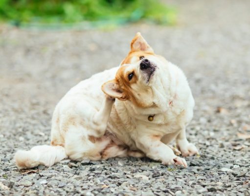 Hypoallergenic Dog Food: What It Is, Does It Really Work, and Why? Does Hypoallergenic Dog Food Really Work