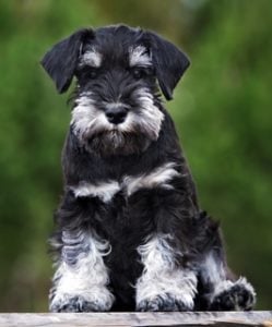 Miniature Schnauzer Dog Breed Lifespan