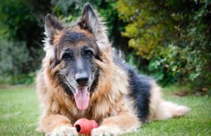 15 Dog Breeds That Have the Longest Lifespan Dog Breeds That Have the Longest Lifespan