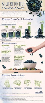 Can Dogs Eat Blueberries? Side Effects and Benefits (Based on Studies)