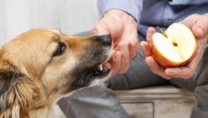 Apple are safe fall food ingredient for dogs