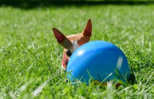 How to Choose the Right Size Dog Toys How To Choose the Right Size Dog Toy