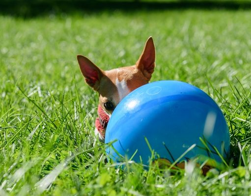 How to Choose the Right Size Dog Toys How To Choose the Right Size Dog Toy