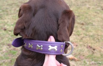 How to Fit a Dog Collar Properly: A Quick Video Guide how tight should a dog collar be