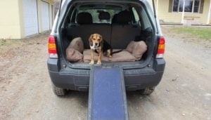 How To Help A Dog Into A Vehicle