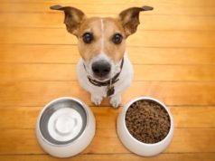 Best Dog Food for German Shepherds: 8 Vet Recommended Brands