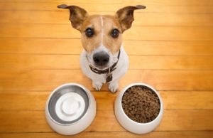 How to Know Which Dog Food is Good for Your Dog How To Know Which Dog Food Is Right