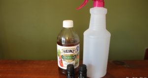 How to Make Homemade Flea Spray for Dogs (3 DIY Flea Spray Recipes) How To Make Homemade Flea Spray for Dogs