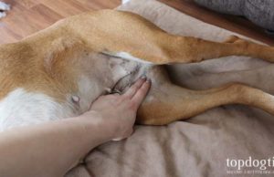 How to Check a Dog’s Heart Rate at Home How to Check a Dog's Heart Rate (With and Without a Stethoscope)