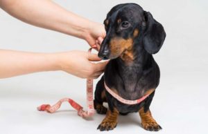 How to Measure a Dog for a Harness How to Measure a Dog for a Harness