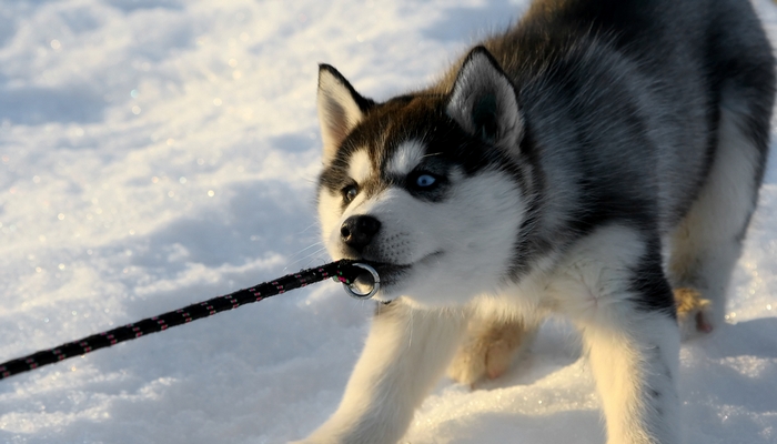 Race De Chien Les Plus Difficile A Dresser 15 races de chiens les plus têtues et difficiles à dresser - Techniques