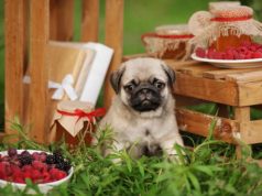 Bologna Meat for Dogs 101: Can Dogs Eat Bologna Meat Sausage?