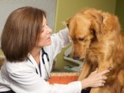 Science Gets a Step Closer to Curing a Rare Disease in Dogs Science Gets a Step Closer to Curing a Rare Disease in Dogs
