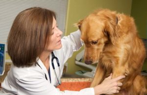 Science Gets a Step Closer to Curing a Rare Disease in Dogs Science Gets a Step Closer to Curing a Rare Disease in Dogs