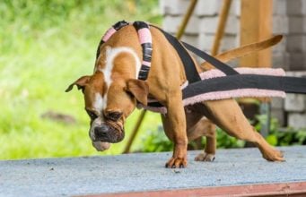 The Science-based Guide for Feeding Athletic Dogs Science-based Canine Athlete Nutrition - How to Feed Athletic Dogs