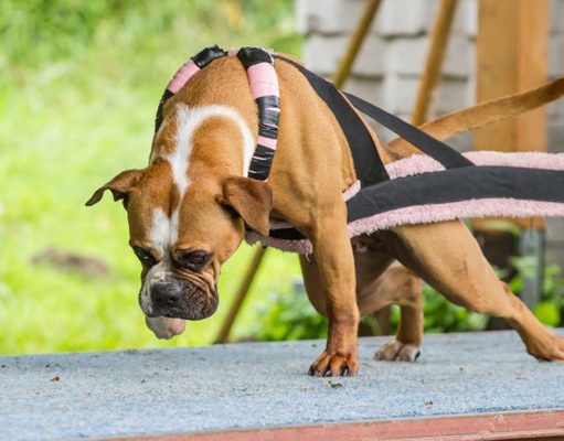 The Science-based Guide for Feeding Athletic Dogs Science-based Canine Athlete Nutrition - How to Feed Athletic Dogs