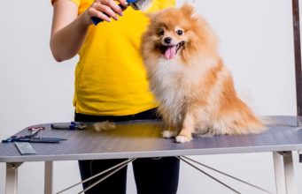 The Best Dog Grooming Tables The Best Dog Grooming Tables