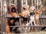How To Tell What Breed A Dog Is most friendly dog breeds for a multipet household