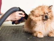 Top 10 Best Pet Dryers for Dogs Top 10 Best Pet Dryers for Dogs