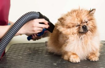 Top 10 Best Pet Dryers for Dogs Top 10 Best Pet Dryers for Dogs