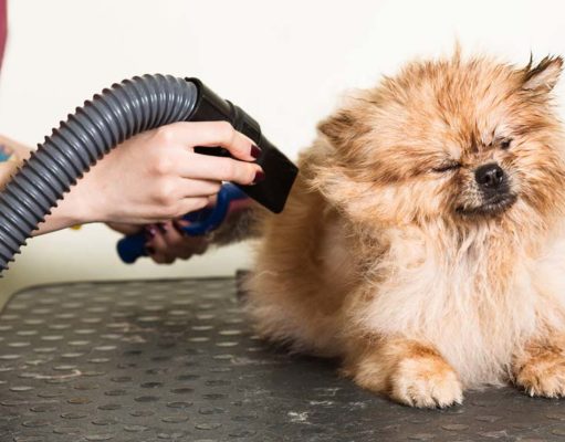 Top 10 Best Pet Dryers for Dogs Top 10 Best Pet Dryers for Dogs