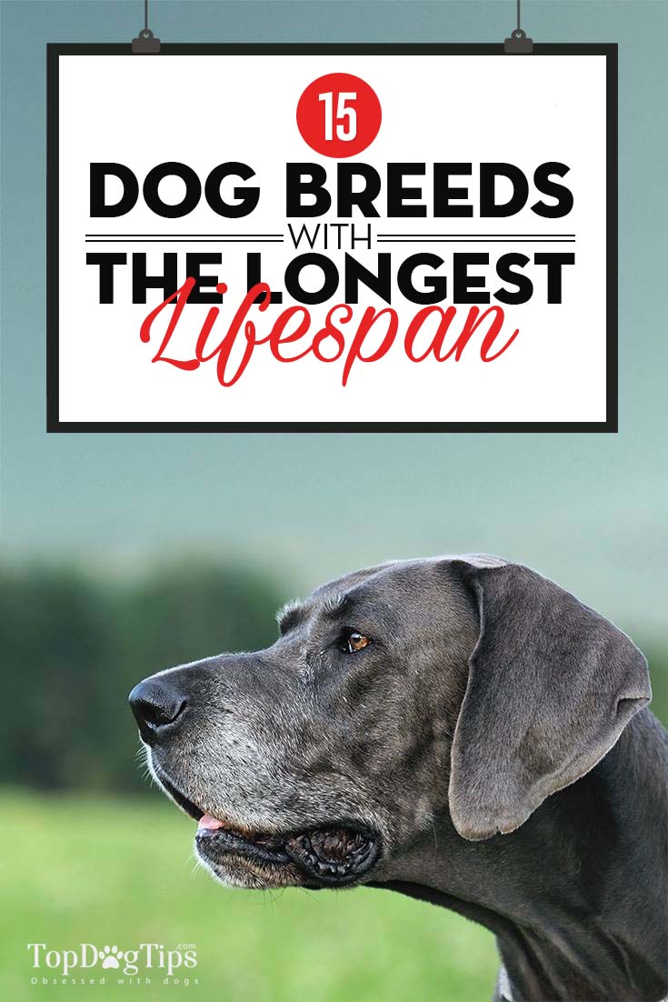 how can i increase my dogs lifespan