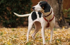 Treeing Walker Coonhound Dog Breed Profile Treeing Walker Coonhound Dog