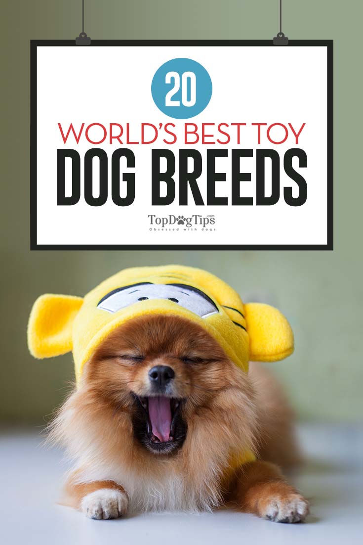 what is the most popular toy dog breed