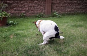 7 Best Dog Diarrhea Remedies best dog diarrhea solutions