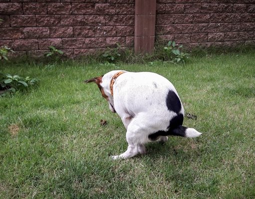 7 Best Dog Diarrhea Remedies best dog diarrhea solutions