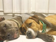Rescued Pit Bull Spends Life Helping Other Dogs in Need Rescued Pit Bull Spends Life Helping Dogs in Need
