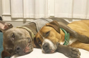 Rescued Pit Bull Spends Life Helping Other Dogs in Need Rescued Pit Bull Spends Life Helping Dogs in Need