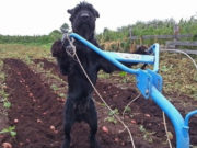 Skilled Dog Plows Fields, Maintains Farm Skilled Dog Plows Fields, Maintains Farm