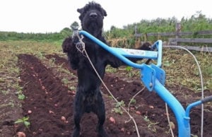 Skilled Dog Plows Fields, Maintains Farm Skilled Dog Plows Fields, Maintains Farm