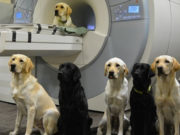 Brain Scans Can Help Us Choose Better Service Dog Candidates Brain Scans Can Help Choose Better Service Dog Candidates