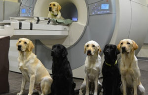 Brain Scans Can Help Us Choose Better Service Dog Candidates Brain Scans Can Help Choose Better Service Dog Candidates