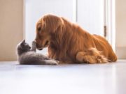New Method for Detecting Cat-Friendly Dogs A New Method for Detecting Cat-Friendly Dogs