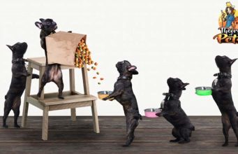 TOP #22: Are Subscription Dog Food Services Worth It? Are Subscription Dog Food Services Worth It