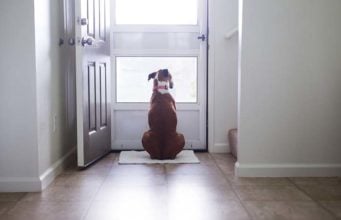 Top 5 Best Dog Bells for Potty Training Best Dog Doorbells and Housetraining Bells for Dogs