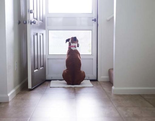 Top 5 Best Dog Bells for Potty Training Best Dog Doorbells and Housetraining Bells for Dogs