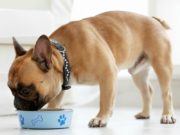 Best Dog Food for French Bulldogs: 7-Vet Recommended Brands Best Dog Food for French Bulldogs