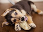 Top 6 Best Dog Treat Hooves for Chewing Best Dog Treats Hooves