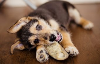 Top 6 Best Dog Treat Hooves for Chewing Best Dog Treats Hooves
